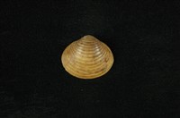 藏品(臺灣蜆)的圖片